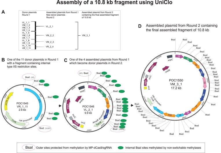 https://cdn.ncbi.nlm.nih.gov/pmc/blobs/df6b/12205989/e03e5d172ded/gkaf548fig9.jpg