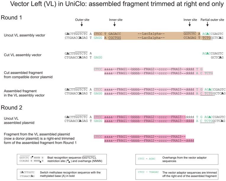 https://cdn.ncbi.nlm.nih.gov/pmc/blobs/df6b/12205989/f15b8c703e6a/gkaf548fig6.jpg