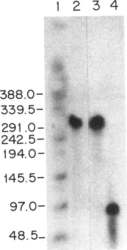 https://cdn.ncbi.nlm.nih.gov/pmc/blobs/df6d/203953/04cdc2c10973/jbacter00048-0066-a.jpg