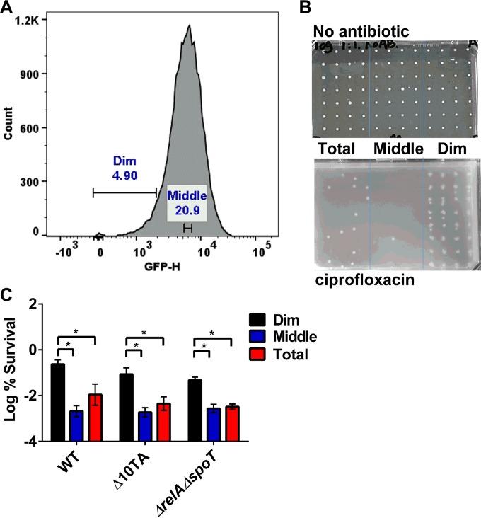 https://cdn.ncbi.nlm.nih.gov/pmc/blobs/df6e/5296605/93f02048dcc2/mbo0011731790002.jpg