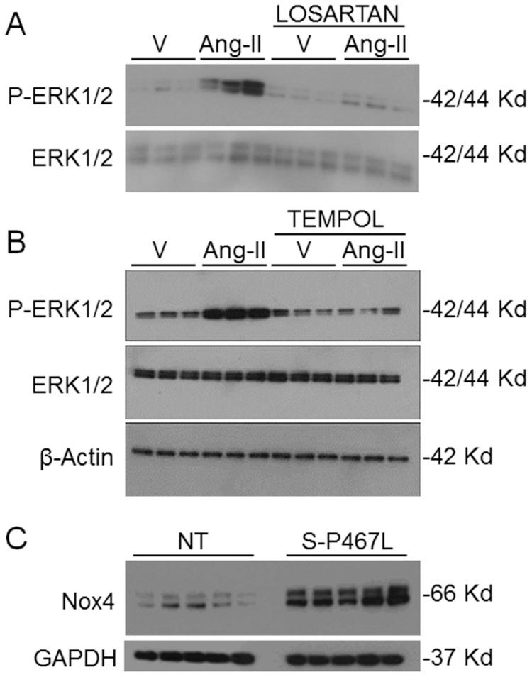 https://cdn.ncbi.nlm.nih.gov/pmc/blobs/df70/4133177/be5947ca807e/pone.0103786.g005.jpg