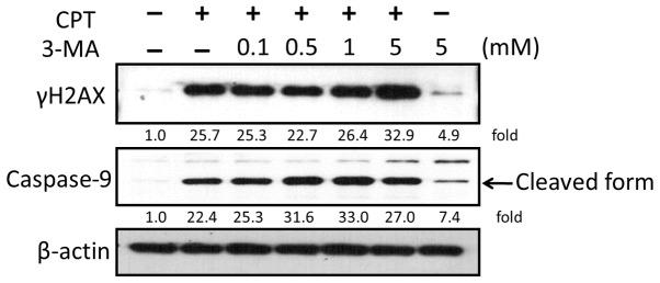 https://cdn.ncbi.nlm.nih.gov/pmc/blobs/df70/6192723/b4dbc8821904/IJO-53-05-1967-g07.jpg