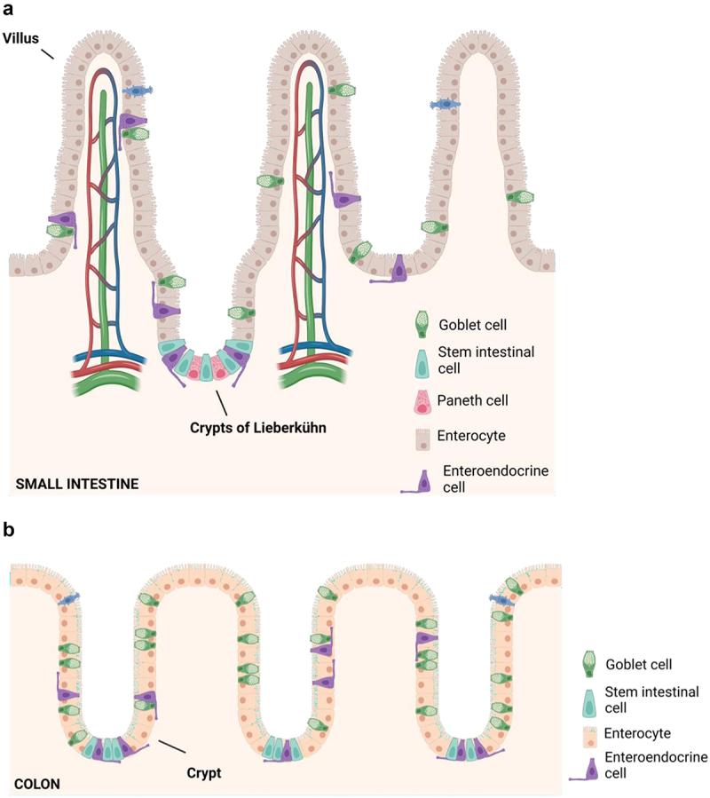 https://cdn.ncbi.nlm.nih.gov/pmc/blobs/df71/10962615/2e4da6e6662e/KGMI_A_2331460_F0001_OC.jpg