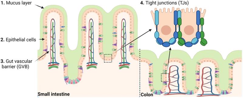 https://cdn.ncbi.nlm.nih.gov/pmc/blobs/df71/10962615/4800e632bffc/KGMI_A_2331460_F0002_OC.jpg
