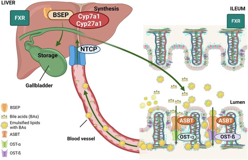 https://cdn.ncbi.nlm.nih.gov/pmc/blobs/df71/10962615/a7e3a3b87d6b/KGMI_A_2331460_F0008_OC.jpg
