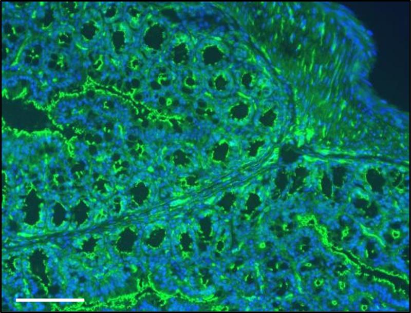https://cdn.ncbi.nlm.nih.gov/pmc/blobs/df71/10962615/d6c1a8ddb1fb/KGMI_A_2331460_F0005_OC.jpg