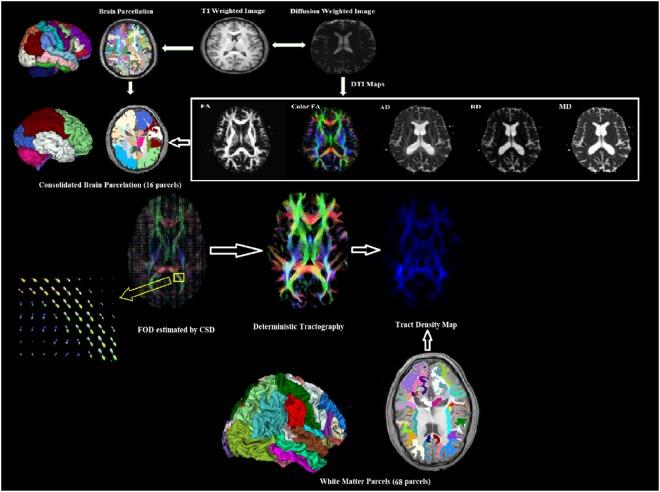 https://cdn.ncbi.nlm.nih.gov/pmc/blobs/df75/6338779/28063ae6c4f6/41598_2018_36818_Fig1_HTML.jpg