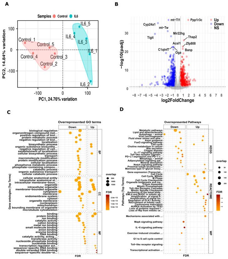 https://cdn.ncbi.nlm.nih.gov/pmc/blobs/df76/11476440/970a2c9bbf64/cells-13-01667-g001.jpg