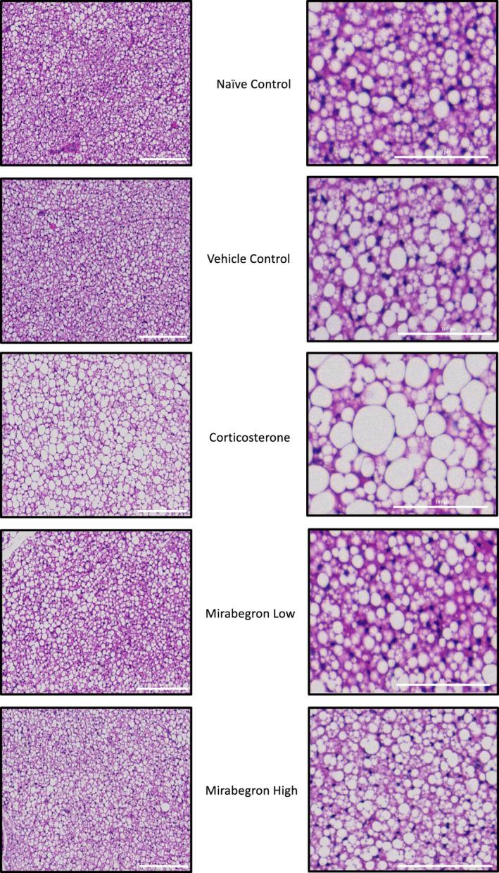 https://cdn.ncbi.nlm.nih.gov/pmc/blobs/df7f/9069169/6f9189c47ab8/PHY2-10-e15292-g005.jpg