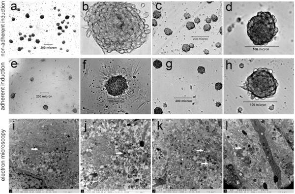 https://cdn.ncbi.nlm.nih.gov/pmc/blobs/df84/4076641/45109fd76342/scrt455-2.jpg