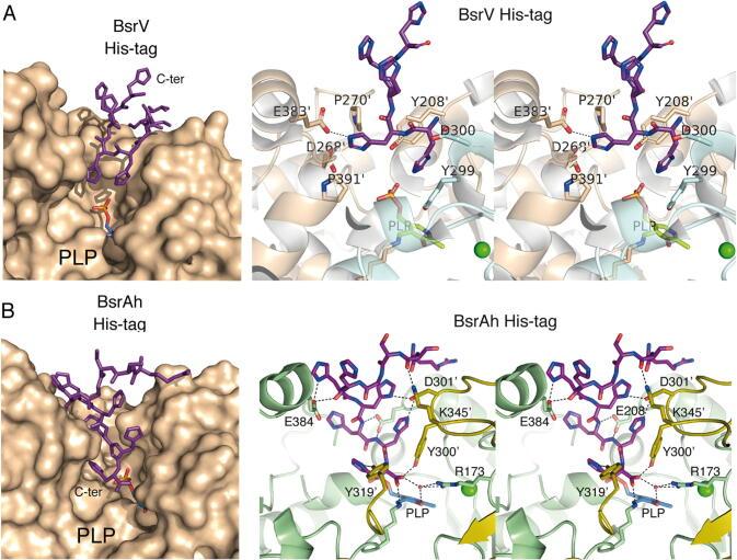 https://cdn.ncbi.nlm.nih.gov/pmc/blobs/df85/7890096/44bfb92120a0/gr1.jpg