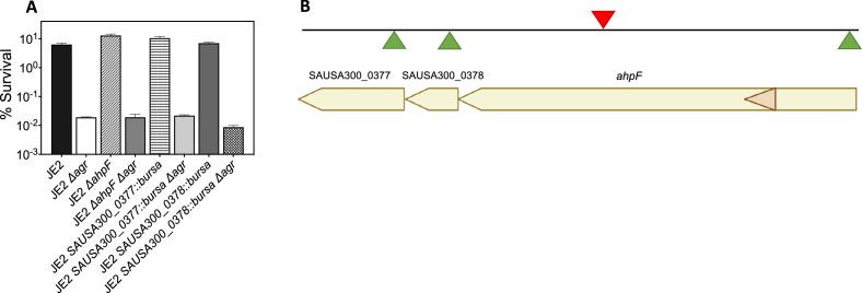 https://cdn.ncbi.nlm.nih.gov/pmc/blobs/df89/11060713/6a12b51272a3/elife-89098-fig8-figsupp3.jpg