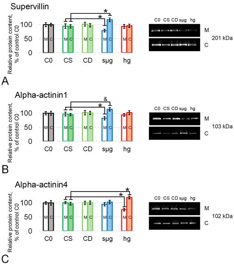 https://cdn.ncbi.nlm.nih.gov/pmc/blobs/df8a/11678010/184a67ce1507/ijms-25-13561-g004.jpg