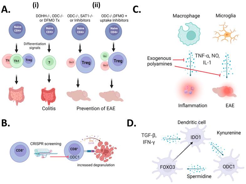 https://cdn.ncbi.nlm.nih.gov/pmc/blobs/df8a/8909056/7b971f4f76cc/cells-11-00896-g001.jpg