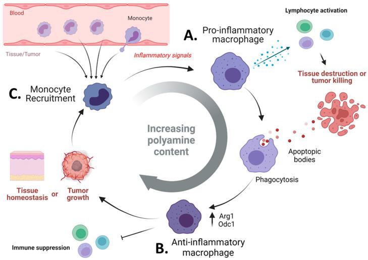 https://cdn.ncbi.nlm.nih.gov/pmc/blobs/df8a/8909056/8d1f1d78f3b9/cells-11-00896-g003.jpg