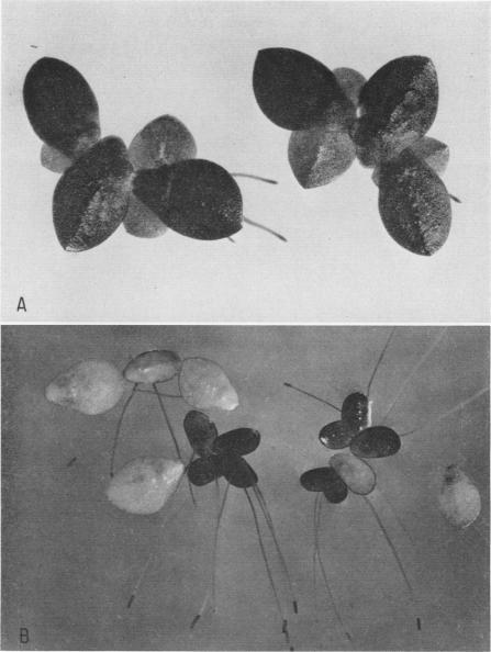 https://cdn.ncbi.nlm.nih.gov/pmc/blobs/df8b/396645/2f69db0ab92d/plntphys00202-0115-a.jpg