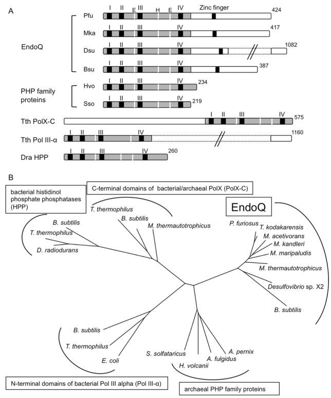 https://cdn.ncbi.nlm.nih.gov/pmc/blobs/df8f/4357722/f9f350185b26/gkv121fig9.jpg