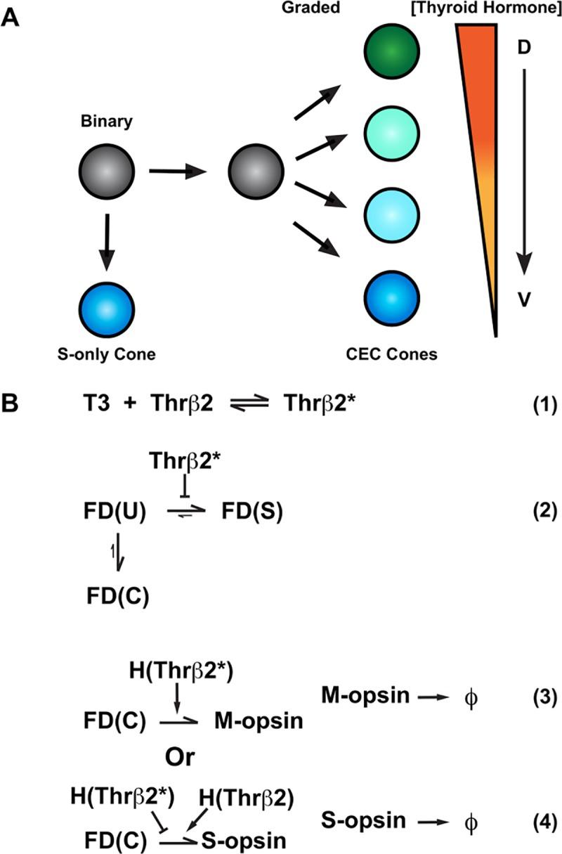 https://cdn.ncbi.nlm.nih.gov/pmc/blobs/df90/7082072/73d8563cb9fe/pcbi.1007691.g006.jpg