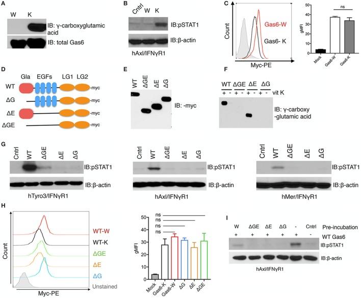 https://cdn.ncbi.nlm.nih.gov/pmc/blobs/df92/5686386/1f3e055b3d95/fimmu-08-01521-g001.jpg