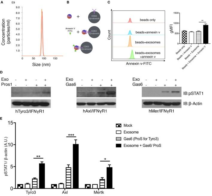 https://cdn.ncbi.nlm.nih.gov/pmc/blobs/df92/5686386/789830cca3bc/fimmu-08-01521-g005.jpg