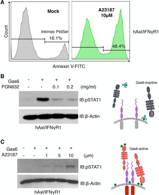 https://cdn.ncbi.nlm.nih.gov/pmc/blobs/df92/5686386/d110016fb6e0/fimmu-08-01521-g006.jpg