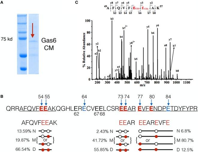 https://cdn.ncbi.nlm.nih.gov/pmc/blobs/df92/5686386/dcdef1fb4879/fimmu-08-01521-g002.jpg