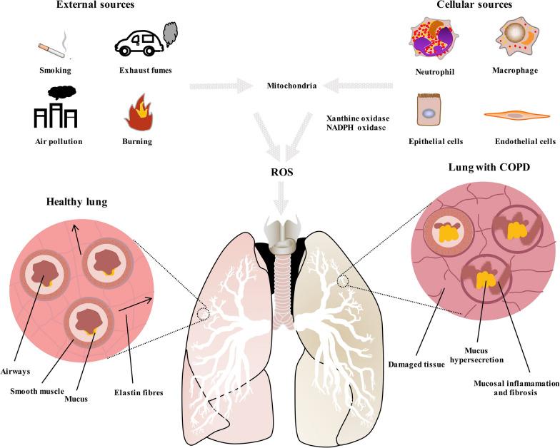 https://cdn.ncbi.nlm.nih.gov/pmc/blobs/df92/7570055/3243ce5f4392/12951_2020_703_Fig1_HTML.jpg
