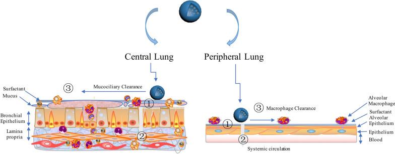 https://cdn.ncbi.nlm.nih.gov/pmc/blobs/df92/7570055/b35b0543c6e9/12951_2020_703_Fig7_HTML.jpg