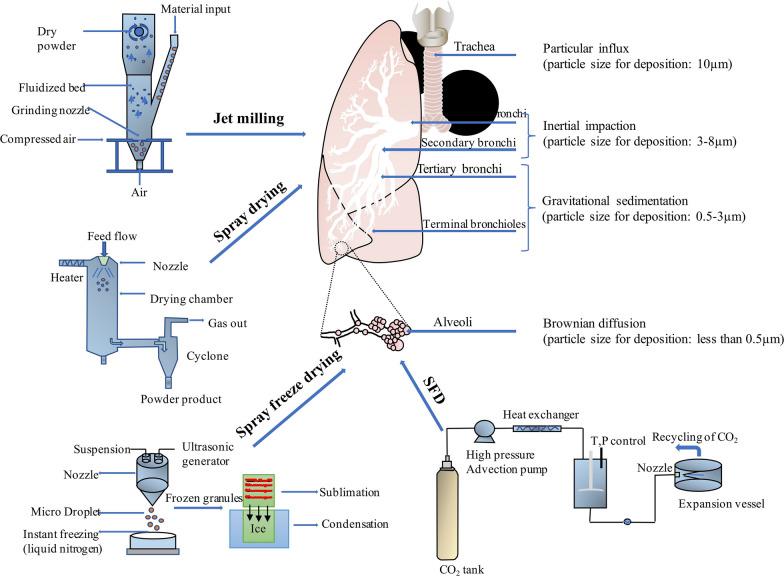 https://cdn.ncbi.nlm.nih.gov/pmc/blobs/df92/7570055/edcd5a8cc1fb/12951_2020_703_Fig4_HTML.jpg