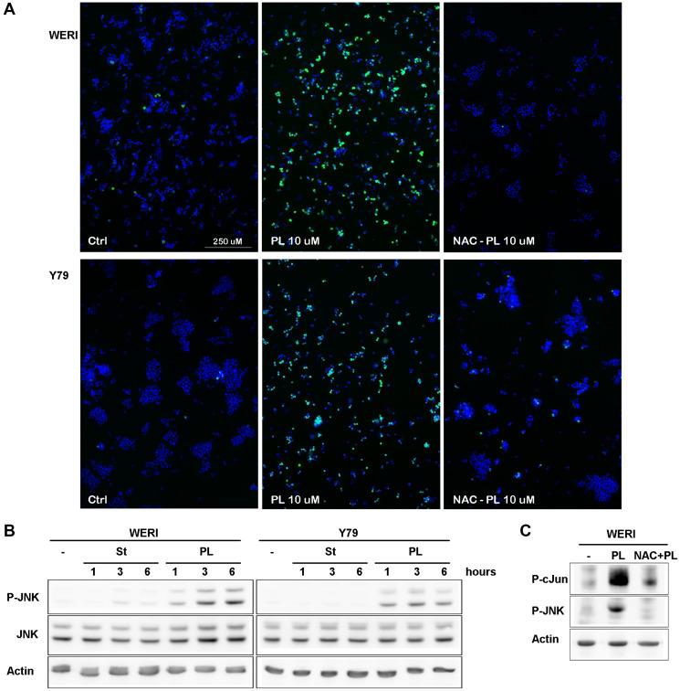 https://cdn.ncbi.nlm.nih.gov/pmc/blobs/df94/8092346/cd13b4c05740/oncotarget-12-907-g002.jpg