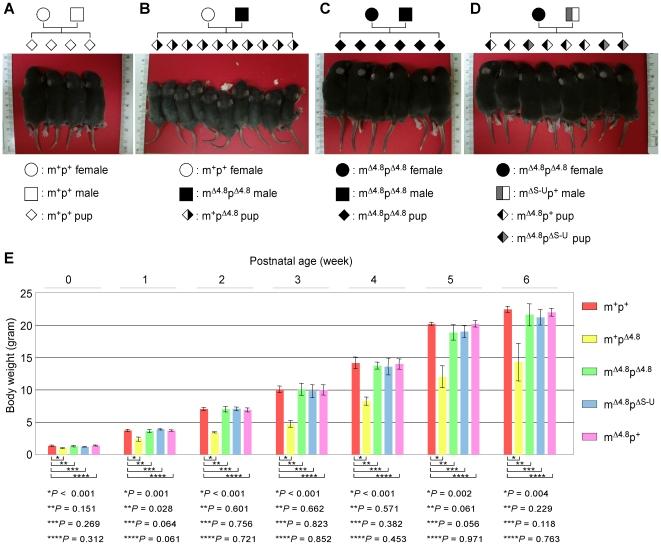 https://cdn.ncbi.nlm.nih.gov/pmc/blobs/df98/3319576/adaa845471f1/pone.0034348.g004.jpg
