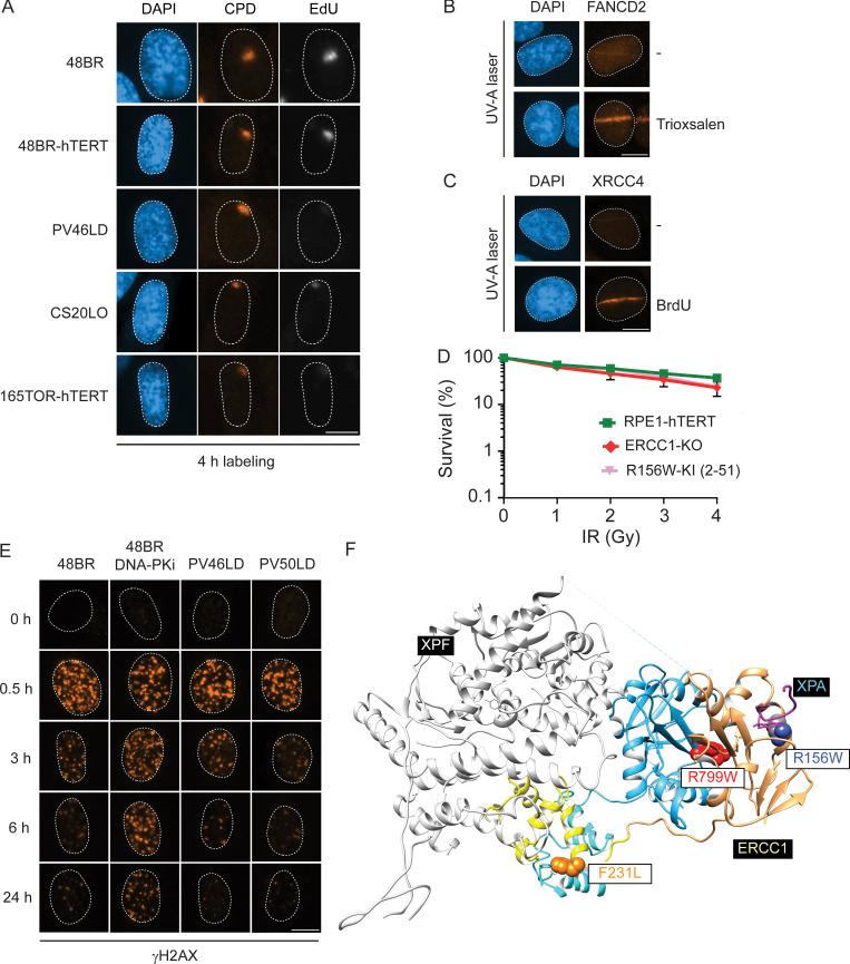 https://cdn.ncbi.nlm.nih.gov/pmc/blobs/df98/7927433/816c60bdb17e/JEM_20200622_FigS5.jpg