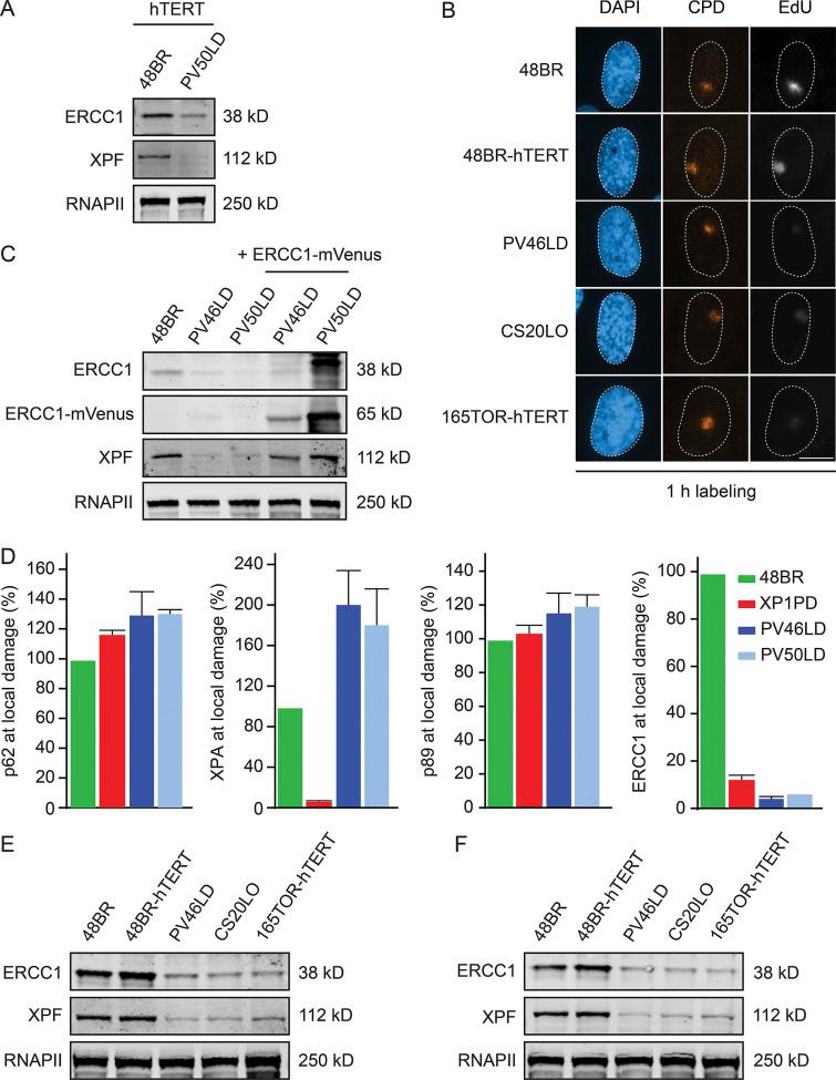 https://cdn.ncbi.nlm.nih.gov/pmc/blobs/df98/7927433/c05ea5eb5255/JEM_20200622_FigS3.jpg