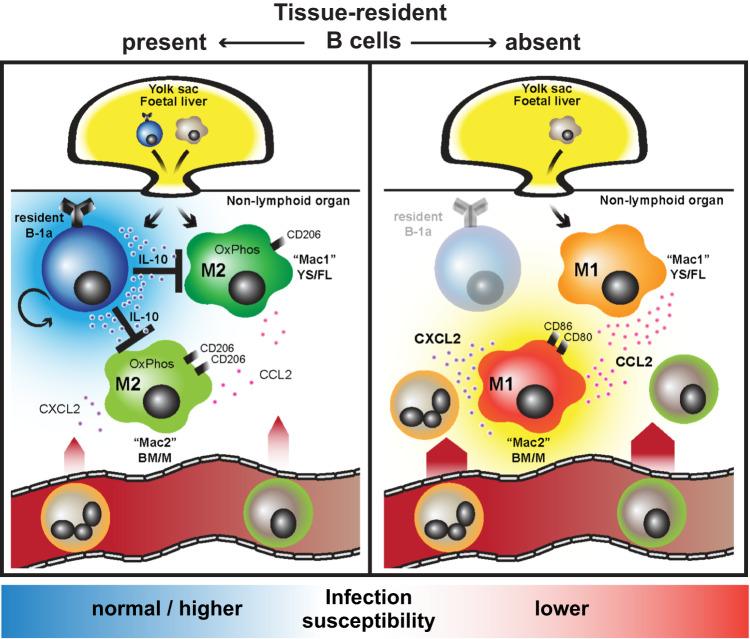 https://cdn.ncbi.nlm.nih.gov/pmc/blobs/df9c/10625551/24bff465899c/41467_2023_42625_Fig8_HTML.jpg