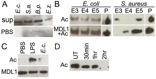 https://cdn.ncbi.nlm.nih.gov/pmc/blobs/df9d/4450071/2a603056ebdd/ppat.1004631.g003.jpg