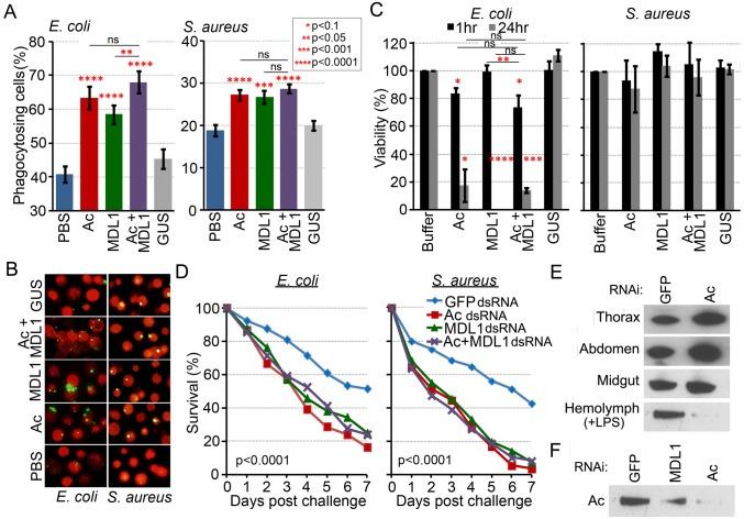 https://cdn.ncbi.nlm.nih.gov/pmc/blobs/df9d/4450071/aa2e53c78988/ppat.1004631.g004.jpg