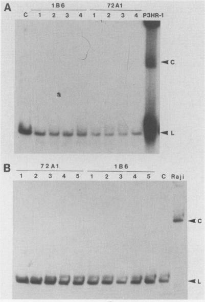 https://cdn.ncbi.nlm.nih.gov/pmc/blobs/dfa1/253691/6d71e7326687/jvirol00087-0100-a.jpg