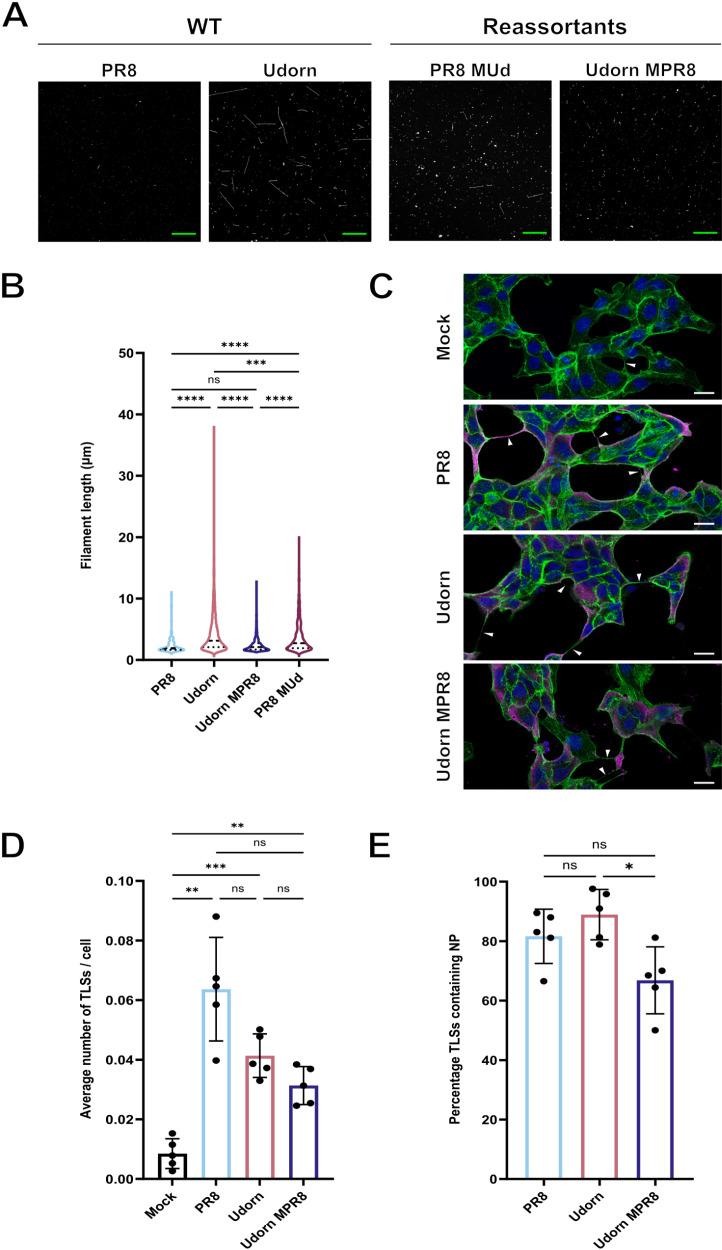 https://cdn.ncbi.nlm.nih.gov/pmc/blobs/dfa6/12169559/3635b1f3580f/ppat.1013191.g004.jpg
