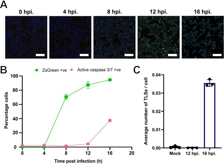 https://cdn.ncbi.nlm.nih.gov/pmc/blobs/dfa6/12169559/371dedf2dcc2/ppat.1013191.g006.jpg