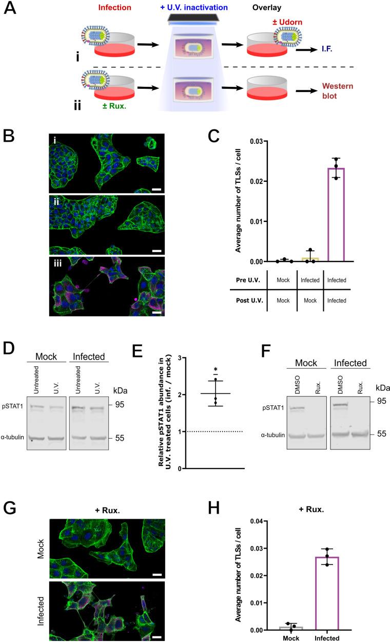 https://cdn.ncbi.nlm.nih.gov/pmc/blobs/dfa6/12169559/d018f6bc7e53/ppat.1013191.g003.jpg
