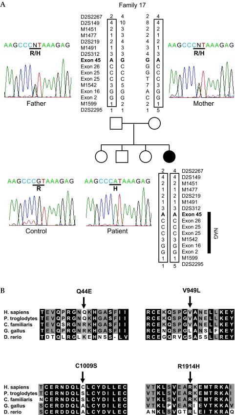 https://cdn.ncbi.nlm.nih.gov/pmc/blobs/dfa9/2921285/bed967bd987d/jmedgenet74815fig5.jpg