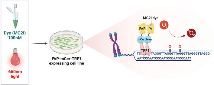 https://cdn.ncbi.nlm.nih.gov/pmc/blobs/dfaa/8640134/407d178a721f/fcell-09-758402-g003.jpg