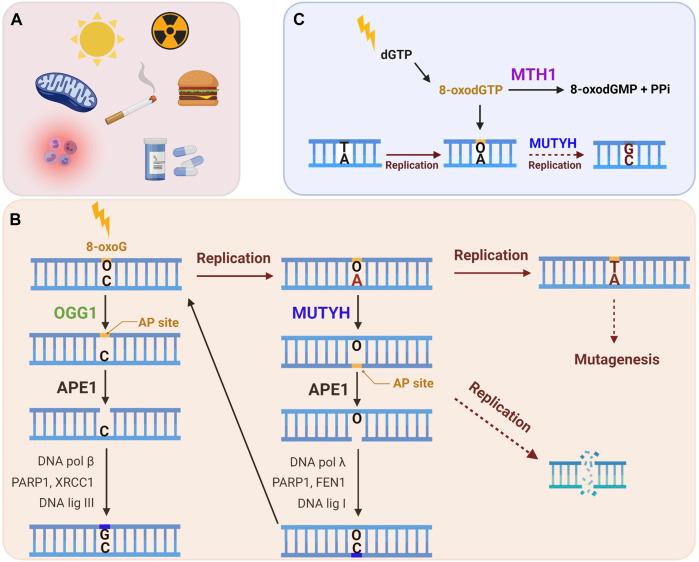 https://cdn.ncbi.nlm.nih.gov/pmc/blobs/dfaa/8640134/81b8d87d28be/fcell-09-758402-g002.jpg
