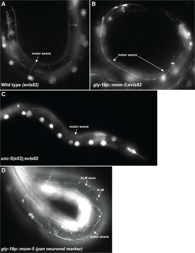 https://cdn.ncbi.nlm.nih.gov/pmc/blobs/dfae/4546399/581f81289c93/pgen.1005446.g008.jpg