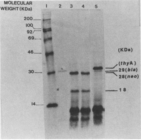 https://cdn.ncbi.nlm.nih.gov/pmc/blobs/dfb0/184576/6a24a78621c1/aem00088-0188-b.jpg