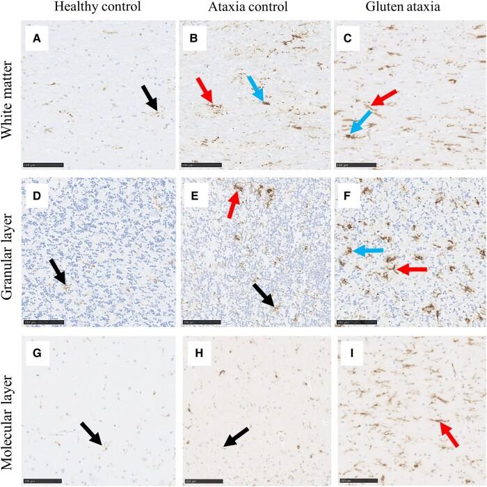 https://cdn.ncbi.nlm.nih.gov/pmc/blobs/dfb3/10953628/635e8fd9dc3c/fcae078f6.jpg