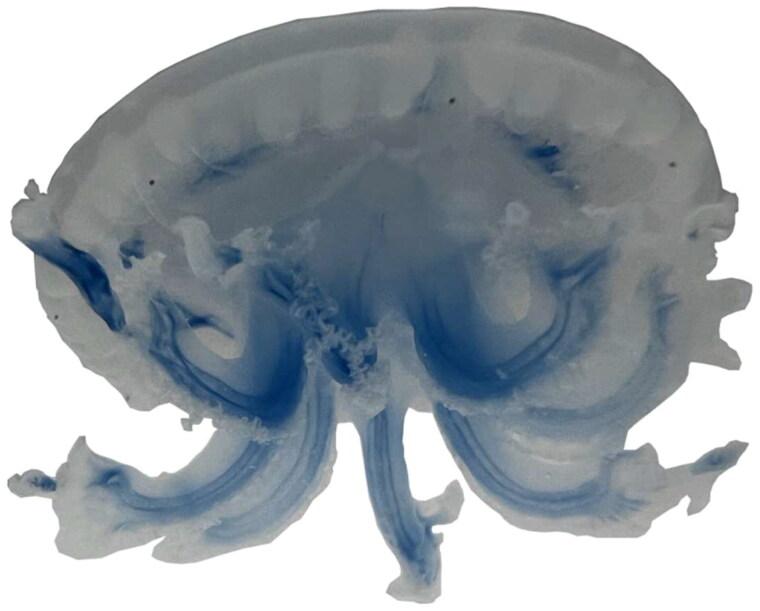 https://cdn.ncbi.nlm.nih.gov/pmc/blobs/dfb5/10769521/7f56b9b05841/TMDN_A_2281033_F0001_C.jpg