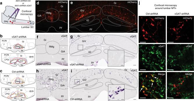 https://cdn.ncbi.nlm.nih.gov/pmc/blobs/dfb6/5799338/371434fd10d5/41467_2017_2761_Fig3_HTML.jpg