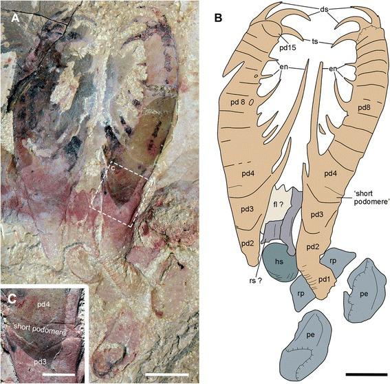 https://cdn.ncbi.nlm.nih.gov/pmc/blobs/dfb9/5577670/b1e911d498cf/12862_2017_1049_Fig4_HTML.jpg