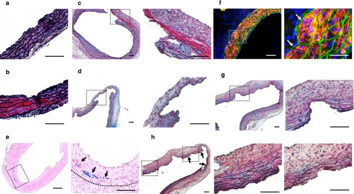https://cdn.ncbi.nlm.nih.gov/pmc/blobs/dfba/7690909/8ff5ed9644ae/PHY2-8-e14631-g004.jpg